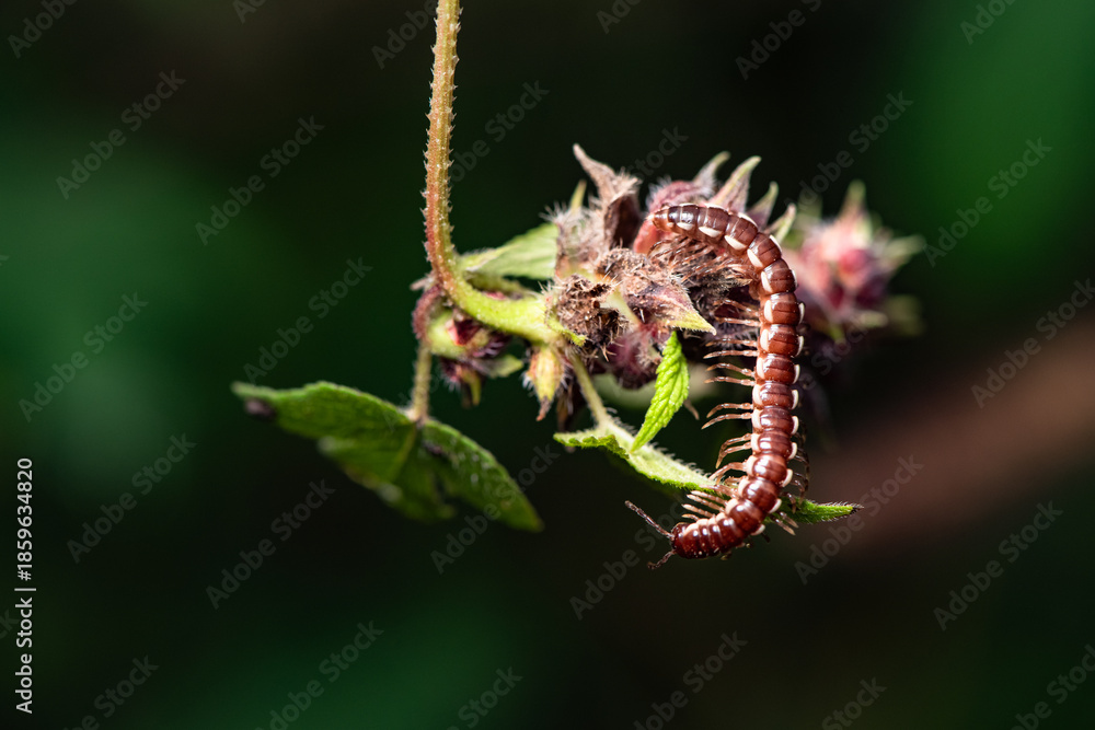 Fototapeta premium A millipede crawls on the plants in the wilderness field