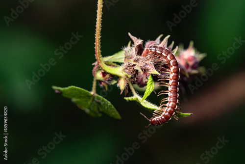 A millipede crawls on the plants in the wilderness field