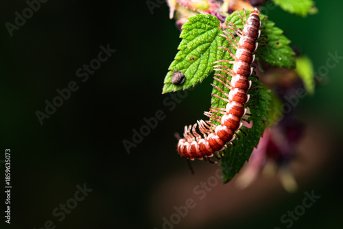 A millipede crawls on the plants in the wilderness field