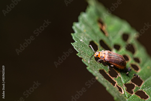 Some plant leaves with complex leaf vein patterns and elm yellow haired firefly leaf beetles on them complement the wild landscape with interest