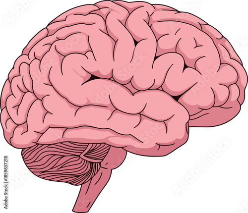 Human brain anatomy illustration showing cerebral cortex, cerebellum, brainstem, neuroscience, neurology, medical education, psychology, biology, healthcare, science, isolated, white background