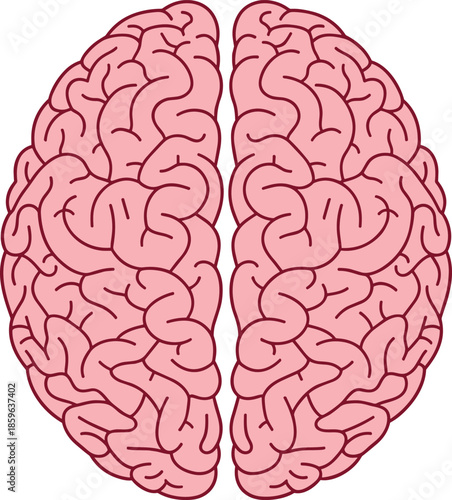 Human brain anatomy illustration showing cerebral hemispheres, neuroscience, neurology, cognition, psychology, medical education, biology, healthcare, science, isolated white background, vector