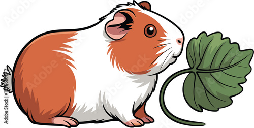 Cute guinea pig cartoon illustration, orange and white cavy pet eating a green leaf on white background
