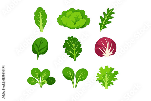 Various salad leaves and vegetables on a green background