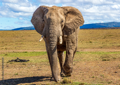 Foto African Elephant