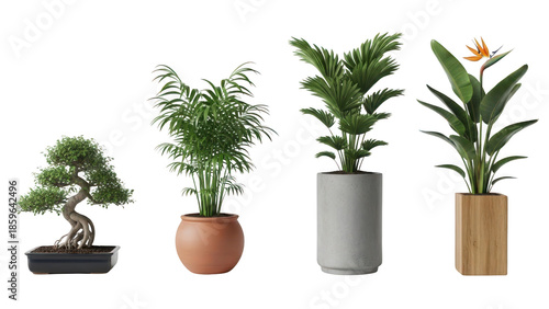 Four diverse potted plants including bonsai palm and strelitzia in different style containers on transparent background cutout