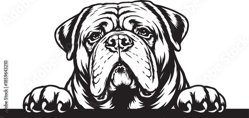 lovely peeking dogue de bordeaux