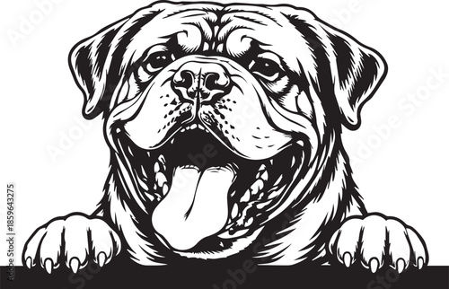 peeking dogue de bordeaux