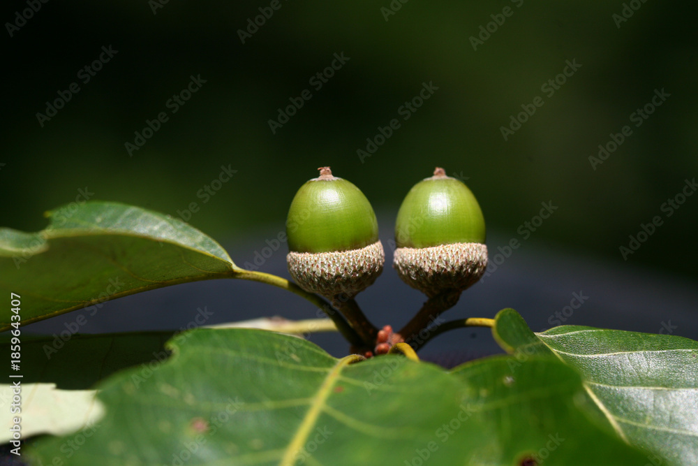 Obraz premium Quercus aliena is a deciduous oak tree used for timber and tannin production. This is an authentic optical photography and not AI generated.
