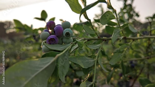 Fresh blueberries ready for seasonal picking on a farm.