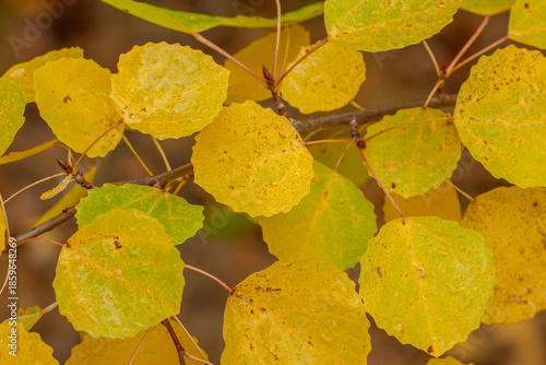Yellow leaves of common aspen, Populus tremula during autumn foliage in Finnish nature, Europe