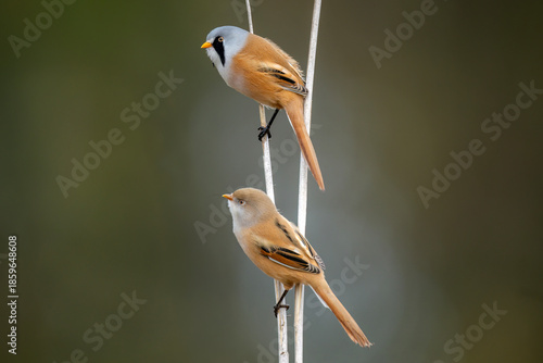 bearded reedlings, female and male, perched on a reed