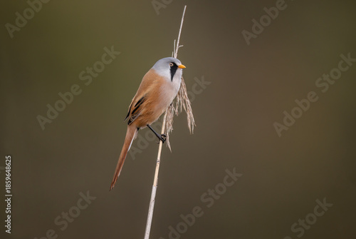 bearded reedling, male, perched on a reed