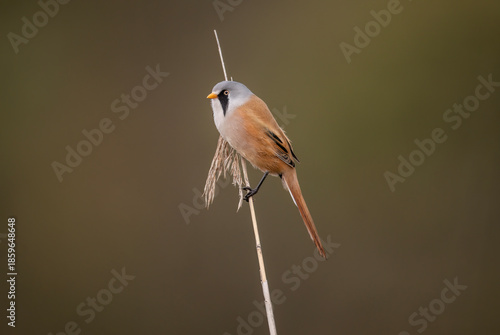 bearded reedling, male, perched on a reed
