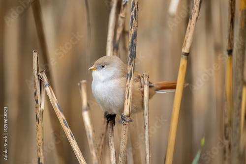 bearded reedling, female, perched on a reed