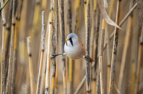 bearded reedling, male, perched on a reed