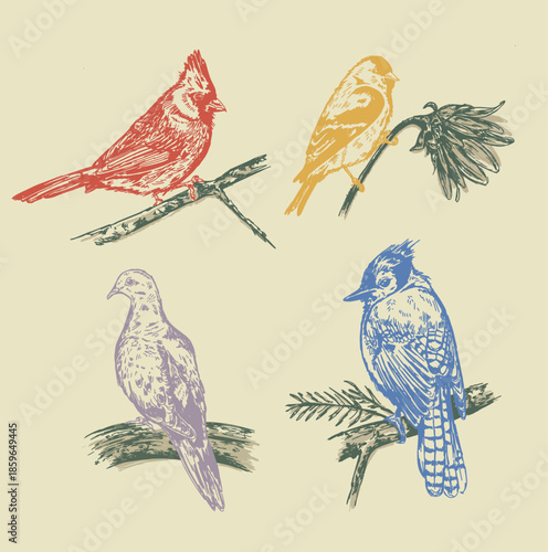 Hand-drawn series of bird illustrations drawn in a sketchy monochromatic style in vector format including a cardinal, blue jay, dove and goldfinch. 