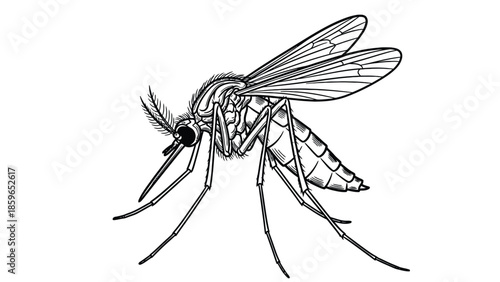 Detailed Black And White Illustration Of A Mosquito In Flight For Nature And Science Projects