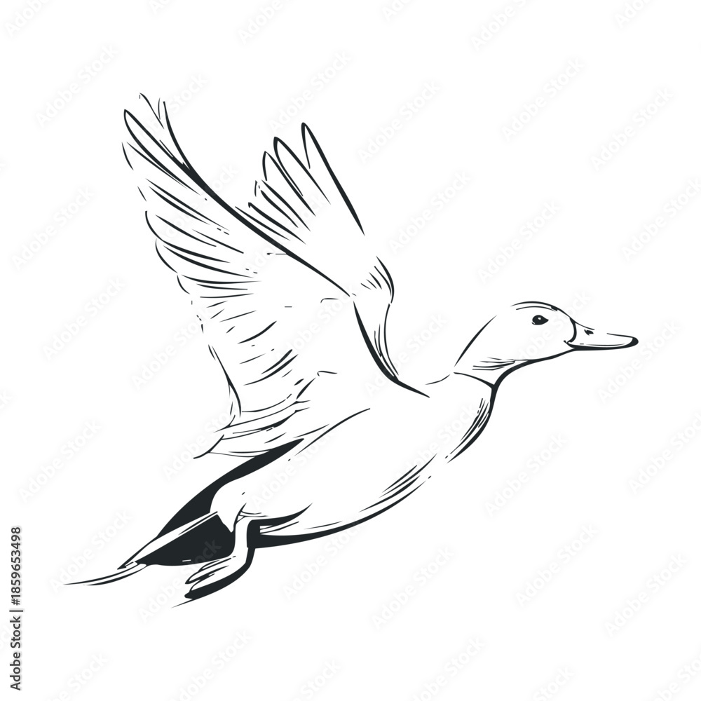 Fototapeta premium Flying duck in graceful motion above water surface. Vector illustration