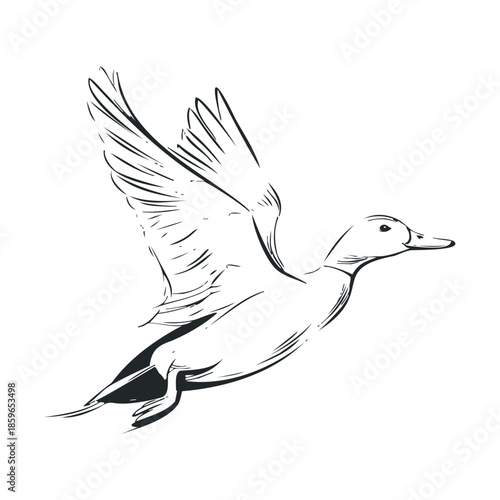 Flying duck in graceful motion above water surface. Vector illustration