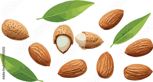 Almond fruit set with shell, nut, split kernel and green leaves, realistic food detail - flat vector illustration