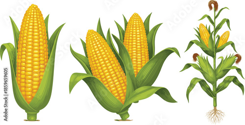 Corn cob and maize plant vector illustration set showing fresh ears and full plant growth stages isolated on white background for agriculture design