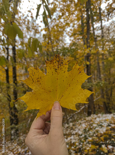 hand holding autumn leaves