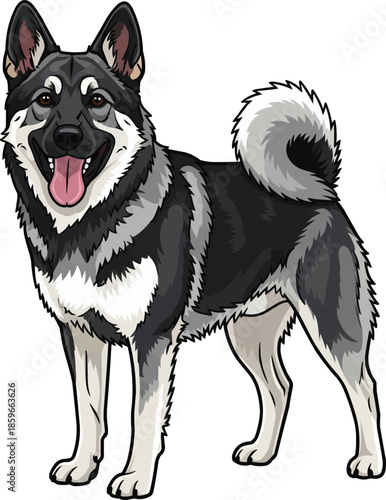 Norwegian Elkhound dog standing happy panting smiling pose