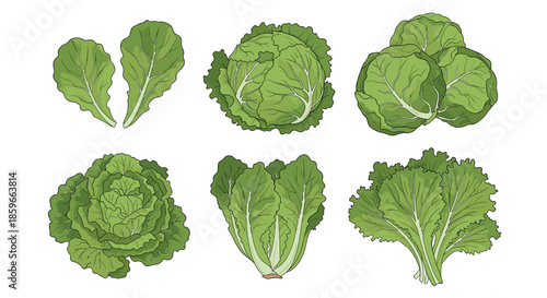 Assortment of different types of green leafy vegetables including cabbage heads, individual leaves, and lettuce bunches.