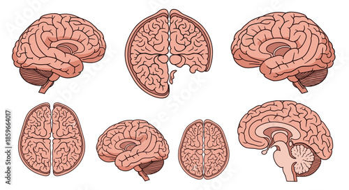 Collection of seven different views of the human brain including lateral, sagittal, and cross section diagrams.