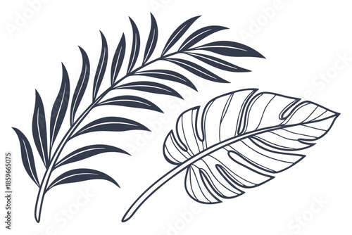 Exotic tropical foliage decorative plant isolated on white background