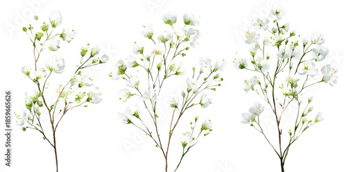 Background with tiny white flowers (gypsophila paniculata), blurred. Flower transparent background