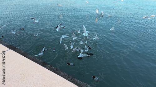 Wallpaper Mural Birds fly, swim, and fight for food. Seagulls and wild ducks on the sea. Man and nature. Calm turquoise water. The embankment of a port city Torontodigital.ca