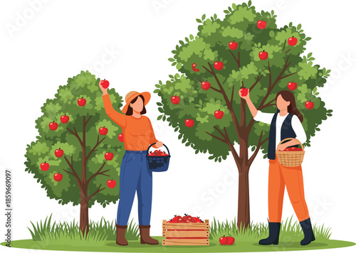 Two Women Harvesting Ripe Red Apples From Trees in Orchard Farm Garden for Autumn Harvest Season Flat Vector Illustration Concept