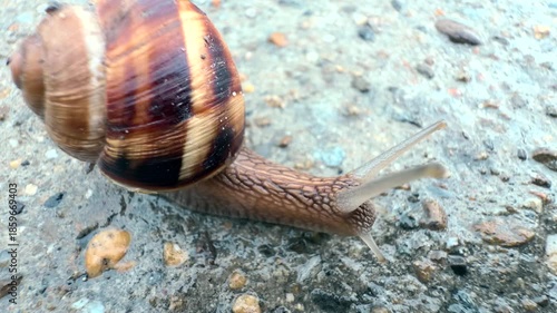 A snail is crawling on a stone. The pattern on its shell and the texture of its slippery skin are visible. A terrestrial gastropod mollusk in its natural habitat. Microcosm. Macro. Close-up