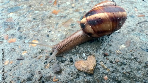 A snail is crawling on a stone. The pattern on its shell and the texture of its slippery skin are visible. A terrestrial gastropod mollusk in its natural habitat. Microcosm. Macro. Close-up