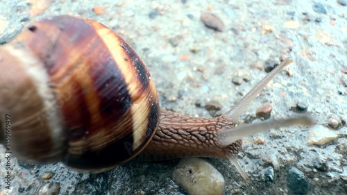 A snail is crawling on a stone. The pattern on its shell and the texture of its slippery skin are visible. A terrestrial gastropod mollusk in its natural habitat. Microcosm. Macro. Close-up