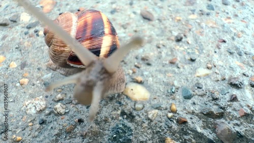 A snail is crawling on a stone. The pattern on its shell and the texture of its slippery skin are visible. A terrestrial gastropod mollusk in its natural habitat. Microcosm. Macro. Close-up