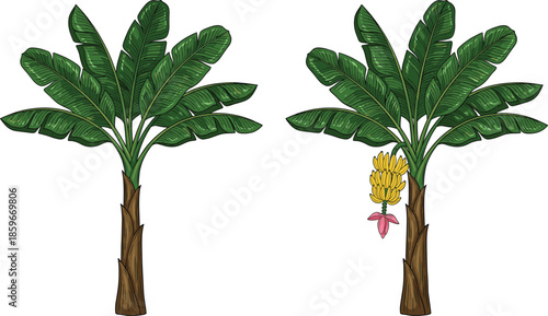 Hand drawn banana tree illustration, tropical plant with green leaves and ripe banana bunch, botanical vector artwork isolated on white background