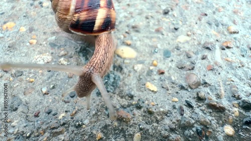 A snail is crawling on a stone. The pattern on its shell and the texture of its slippery skin are visible. A terrestrial gastropod mollusk in its natural habitat. Microcosm. Macro. Close-up