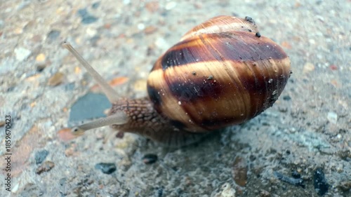 A snail is crawling on a stone. The pattern on its shell and the texture of its slippery skin are visible. A terrestrial gastropod mollusk in its natural habitat. Microcosm. Macro. Close-up
