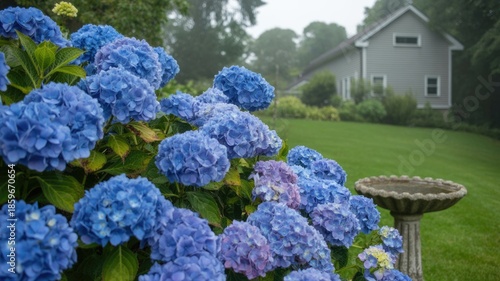 Vibrant Hydrangea Garden with Soft Overcast Light