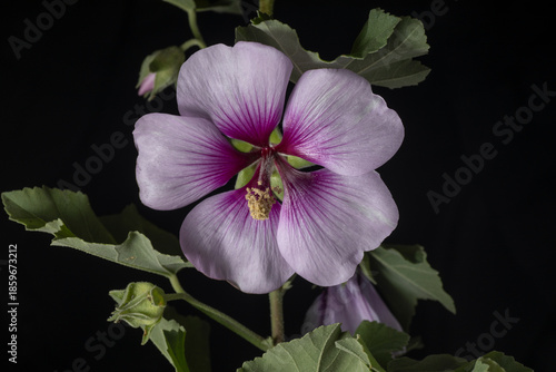 Tree Mallow- Lavatera maritima
