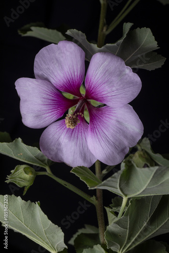 Tree Mallow- Lavatera maritima

