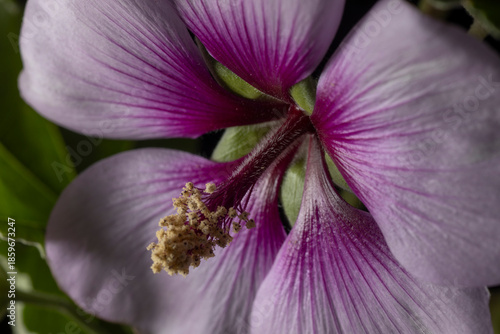 Tree Mallow- Lavatera maritima
