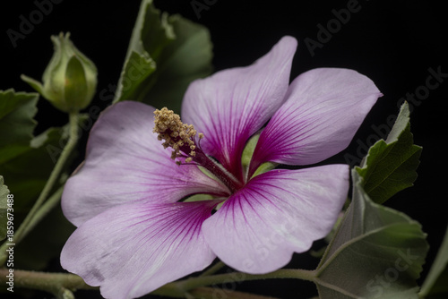 Tree Mallow- Lavatera maritima
