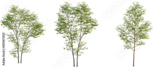 Tableau sur toile Gymnocladus dioica Tree front, elevation view, cutout, isolate, Isolated trees w