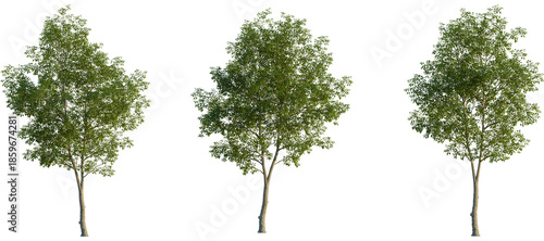 Photography Ulmus carpinifolia Tree front, elevation view, cutout, isolate, Isolated trees o