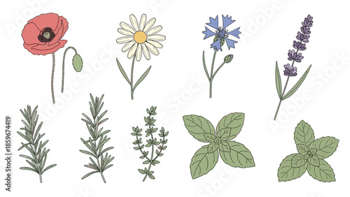 Collection of Hand Drawn Wildflowers and Herbs.