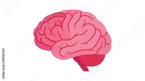Human Brain Anatomy Illustration Detailed View.